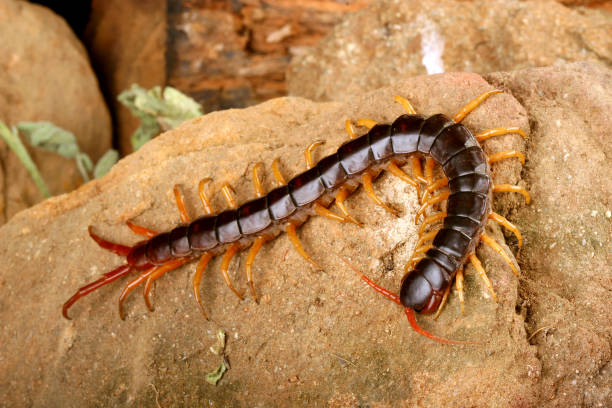 A large centipede with a dark segmented body, orange-brown legs, and reddish antennae is crawling across a rocky surface.